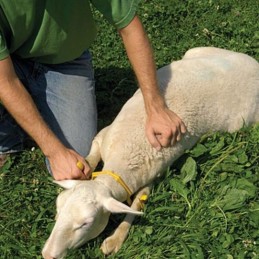 Schapen in bedwang houder