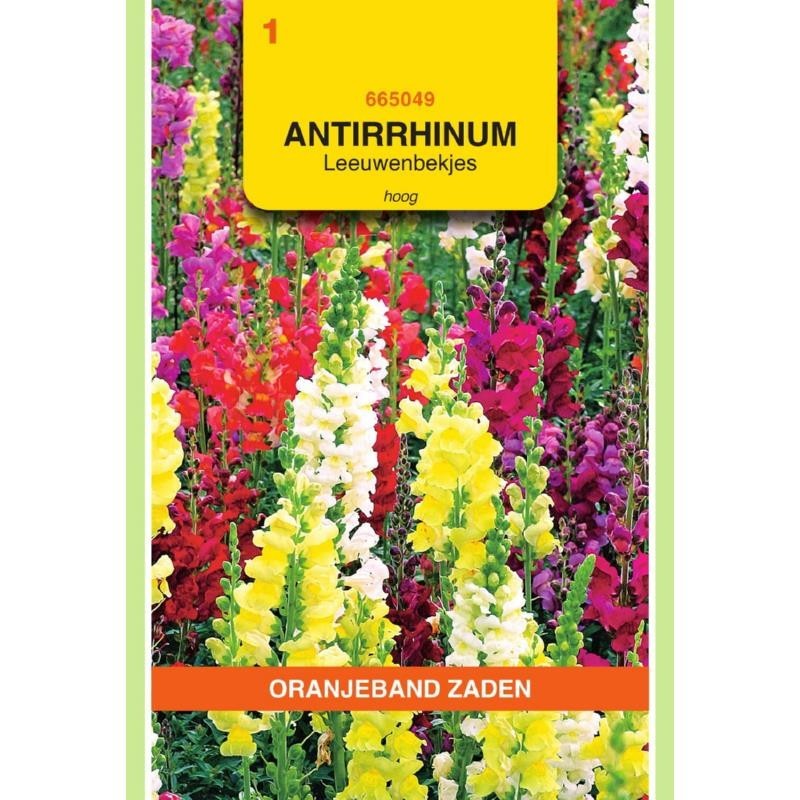 Antirrhinum Leeuwenbekje hoog gemengd