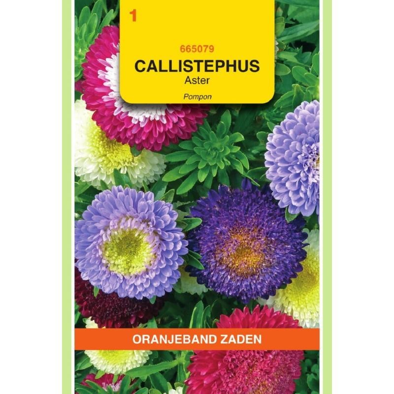 Callistephus Aster Pompon gemengd