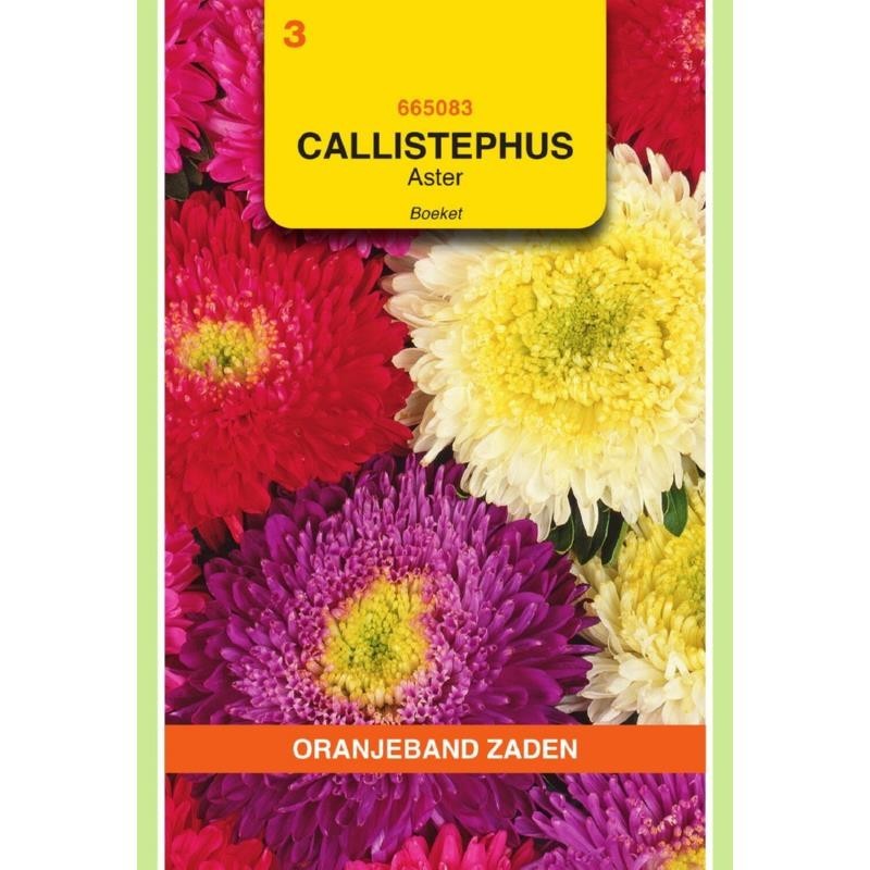 Callistephus Aster Boeket gemengd