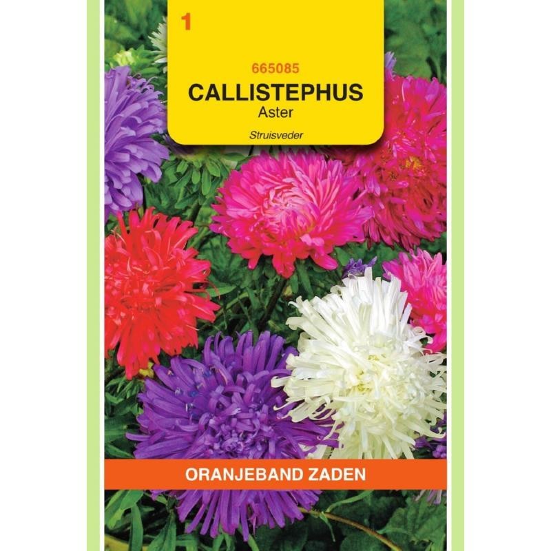 Callistephus Aster Struisveder gemengd