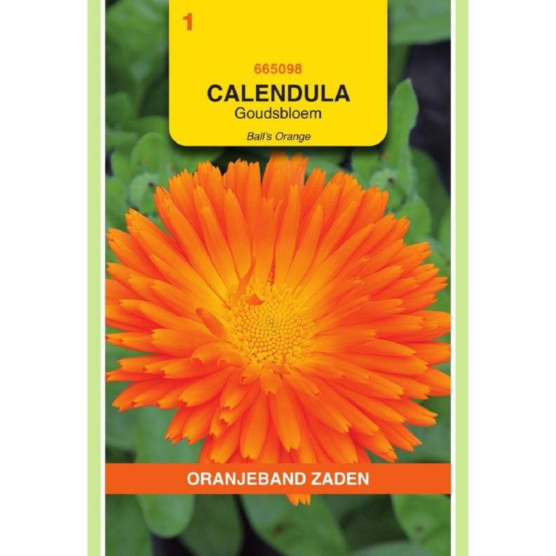 Calendula Goudsbloem Ball's Orange