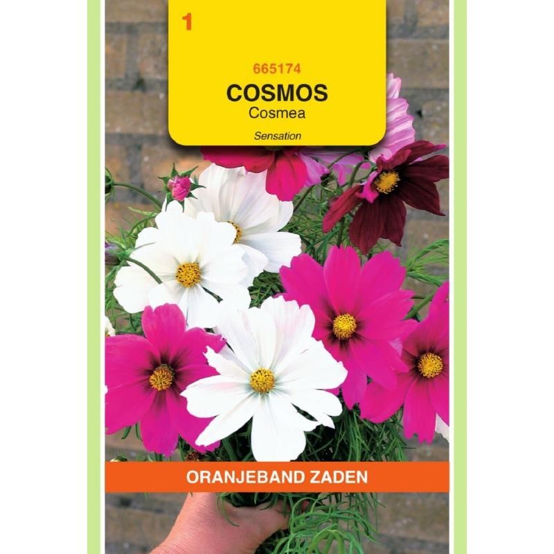 Cosmos Cosmea Sensation gemengd