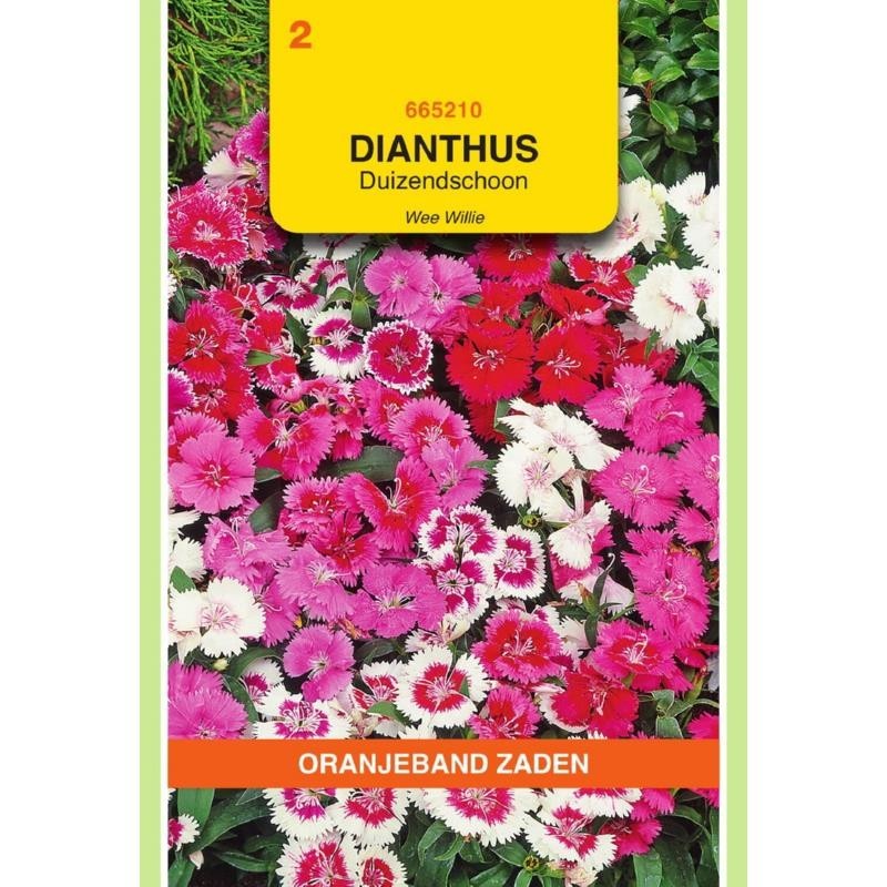 Dianthus Duizendschoon Wee Willie gemengd