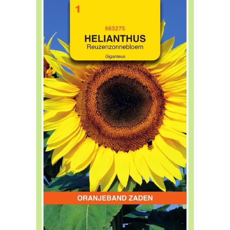 Helianthus Zonnebloem Giganteus