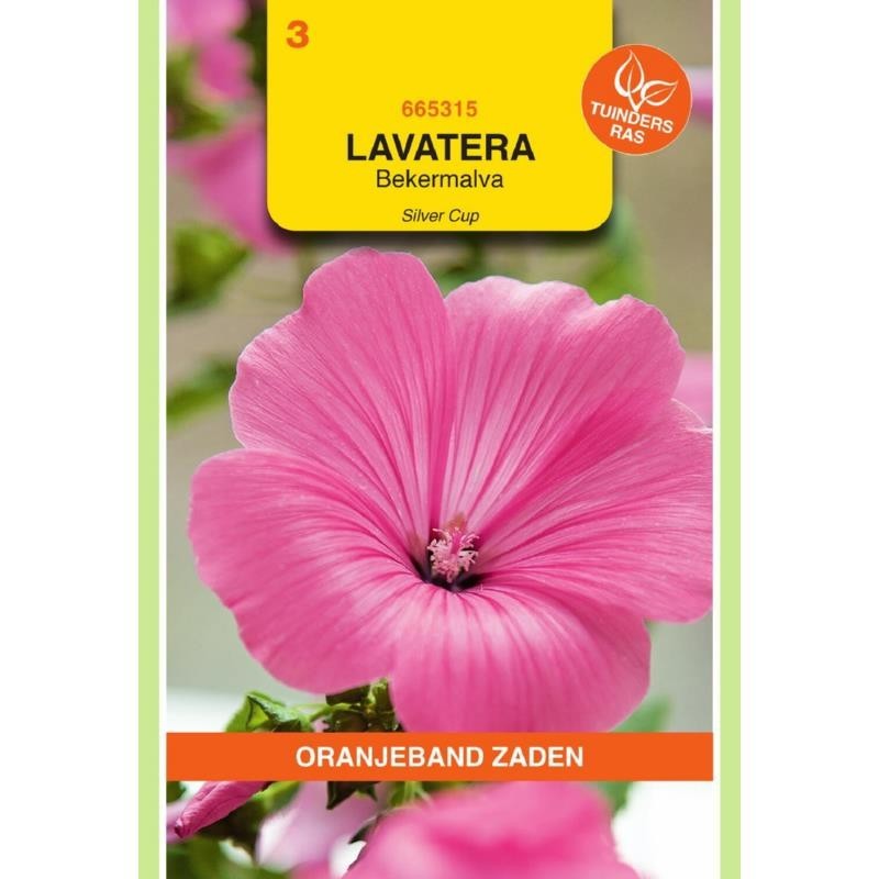 Lavatera Bekermalva Silver Cup