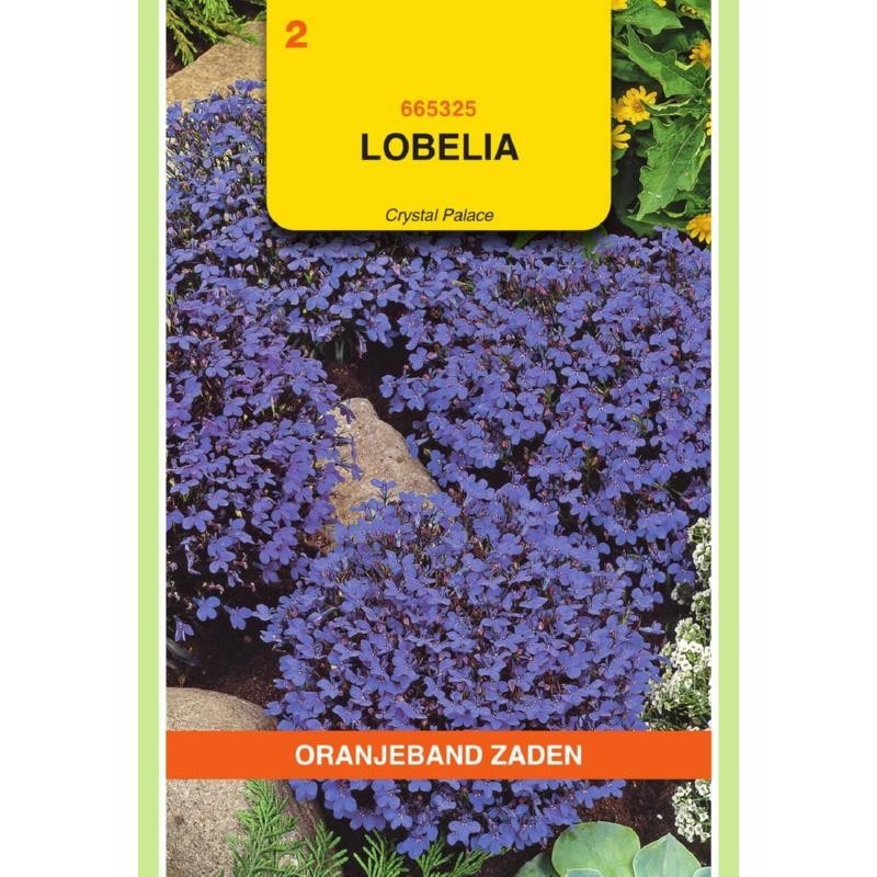 Lobelia Crystal Palace