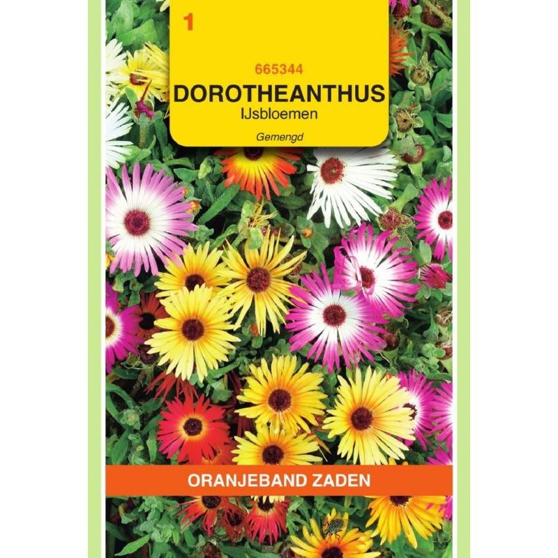 Dorotheanthus IJsbloemen gemengd