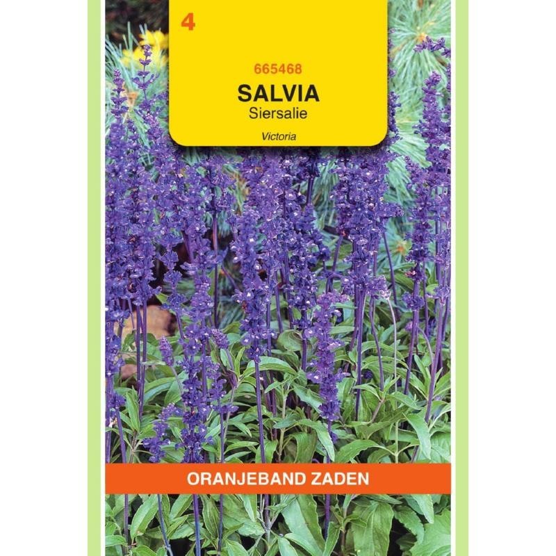 Salvia Siersalie Victoria donkerblauw