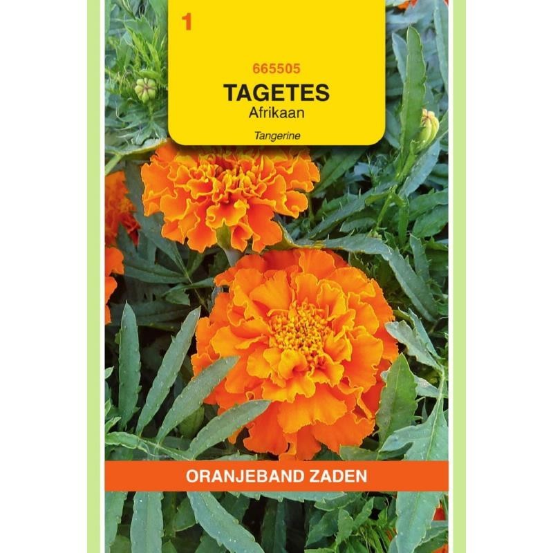 Tagetes Afrikaan Tangerine