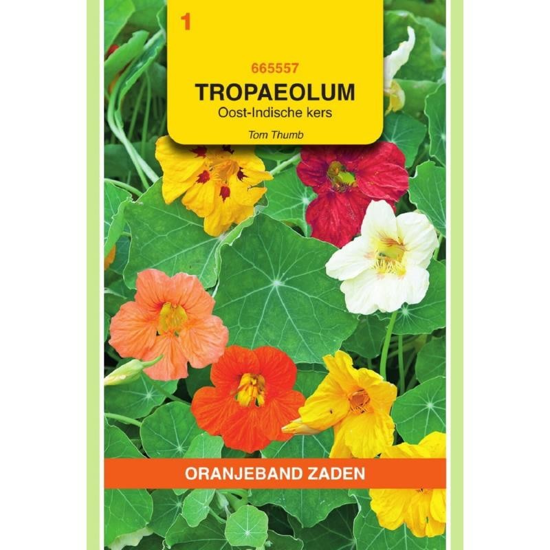 Tropaeolum Oost-Indische kers Tom Thumb enkelbloemig gemengd