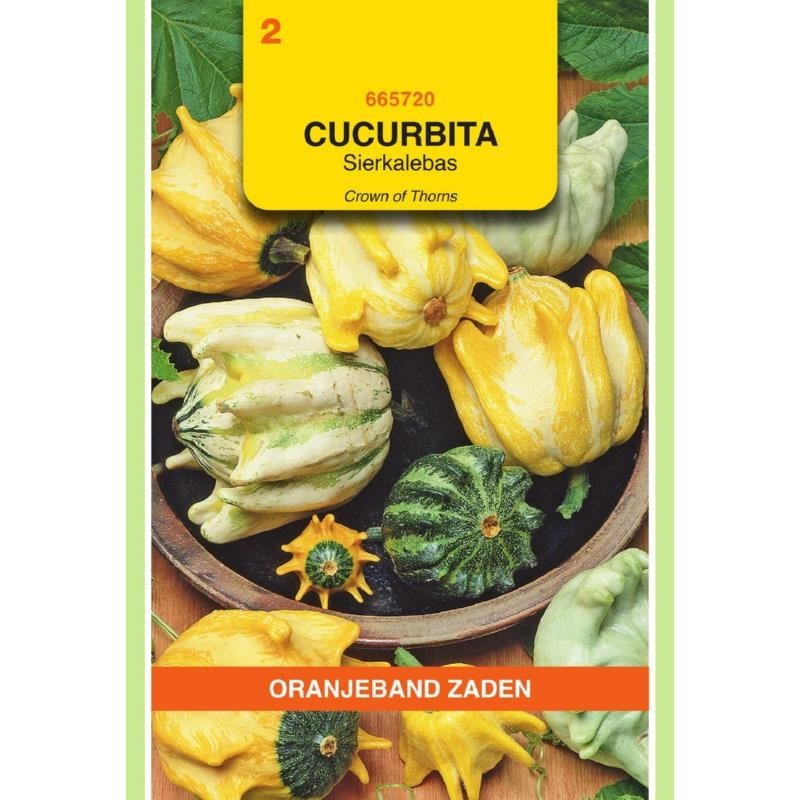 Cucurbita Sierkalebas Crowns Of Thorns gemengd