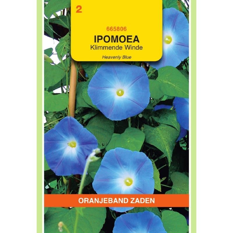 Ipomoea Klimmende Winde Heavenly Blue